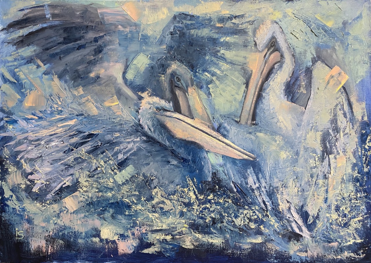 Голубые пеликаны