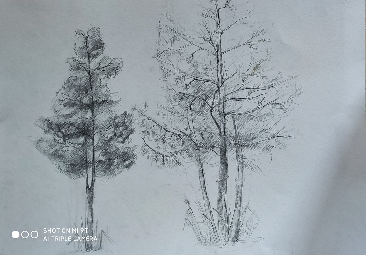 Зарисовка деревьев