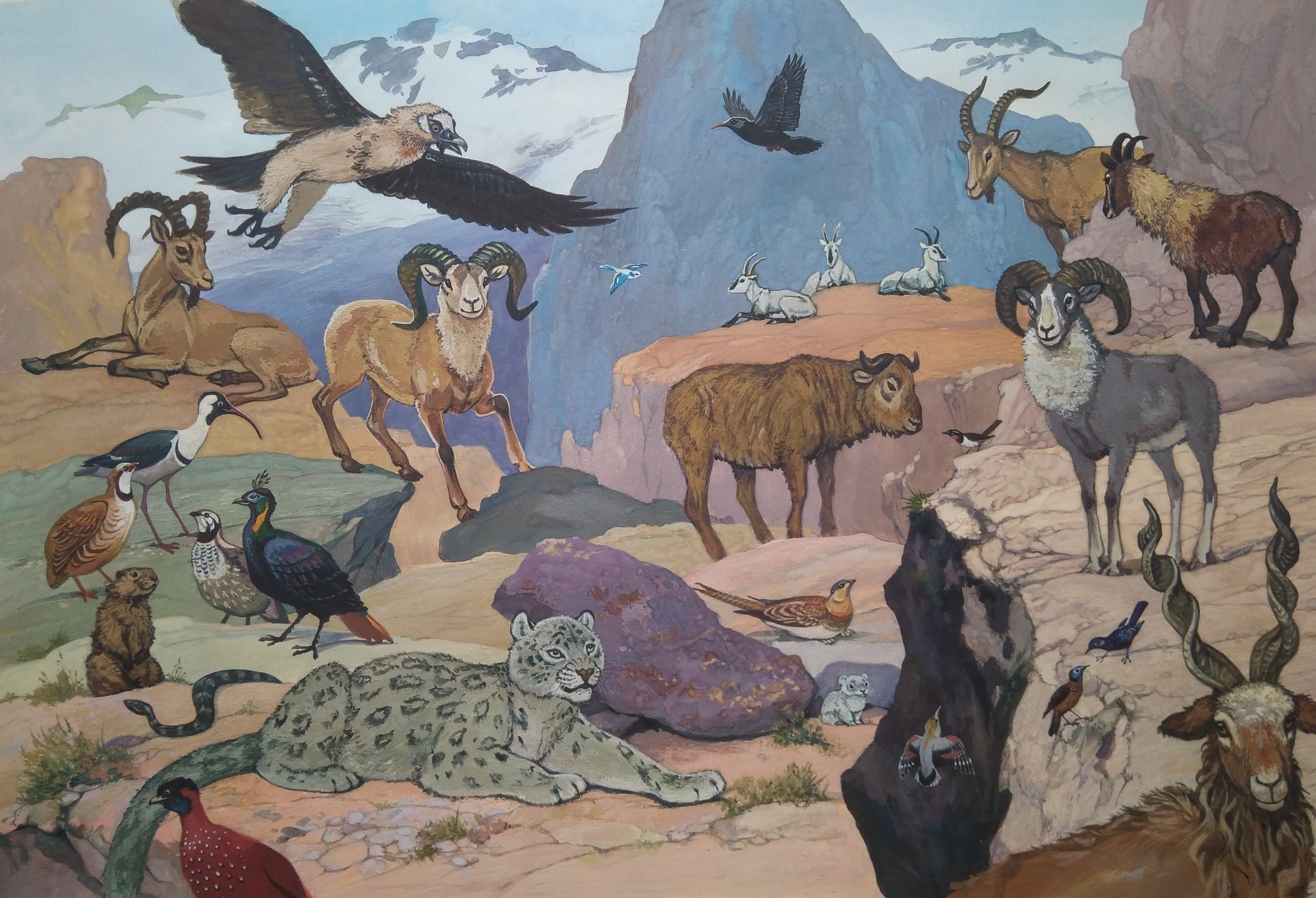 На поиски животных (горы Средней Азии)