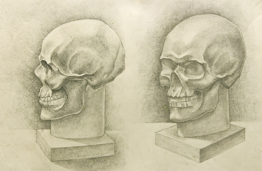 Рисунок с гипсового черепа