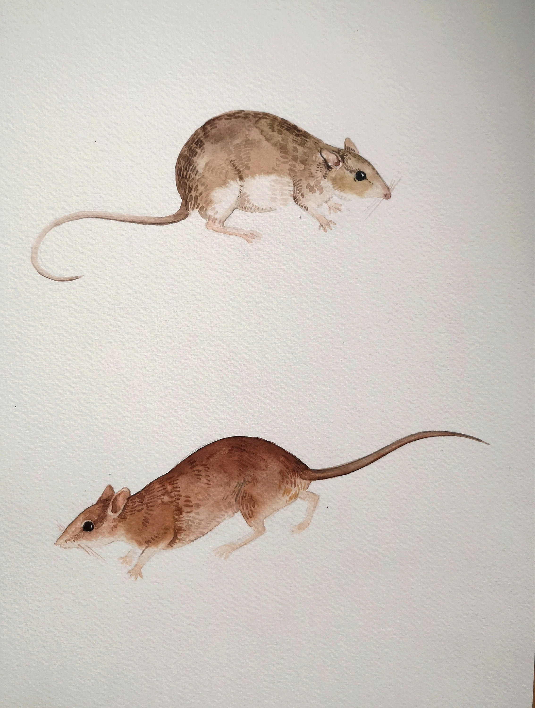 Мышь Гульда и лузонская болотная мышь