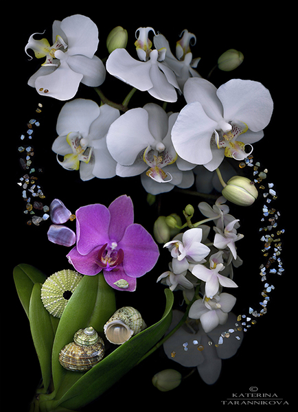 Летящие орхидеи