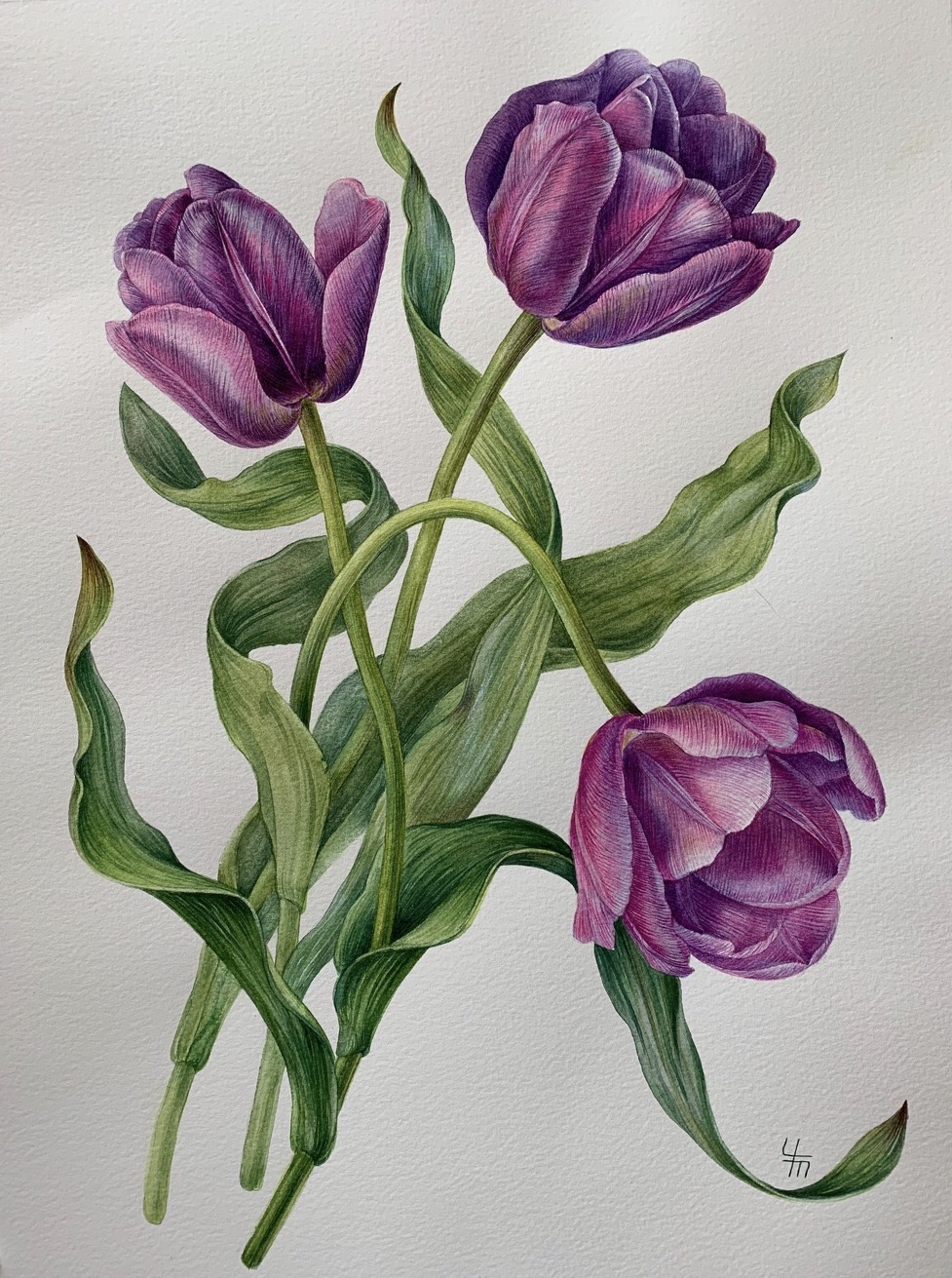 Тюльпан Перпл флаг (лат. Tulipa purple flag)