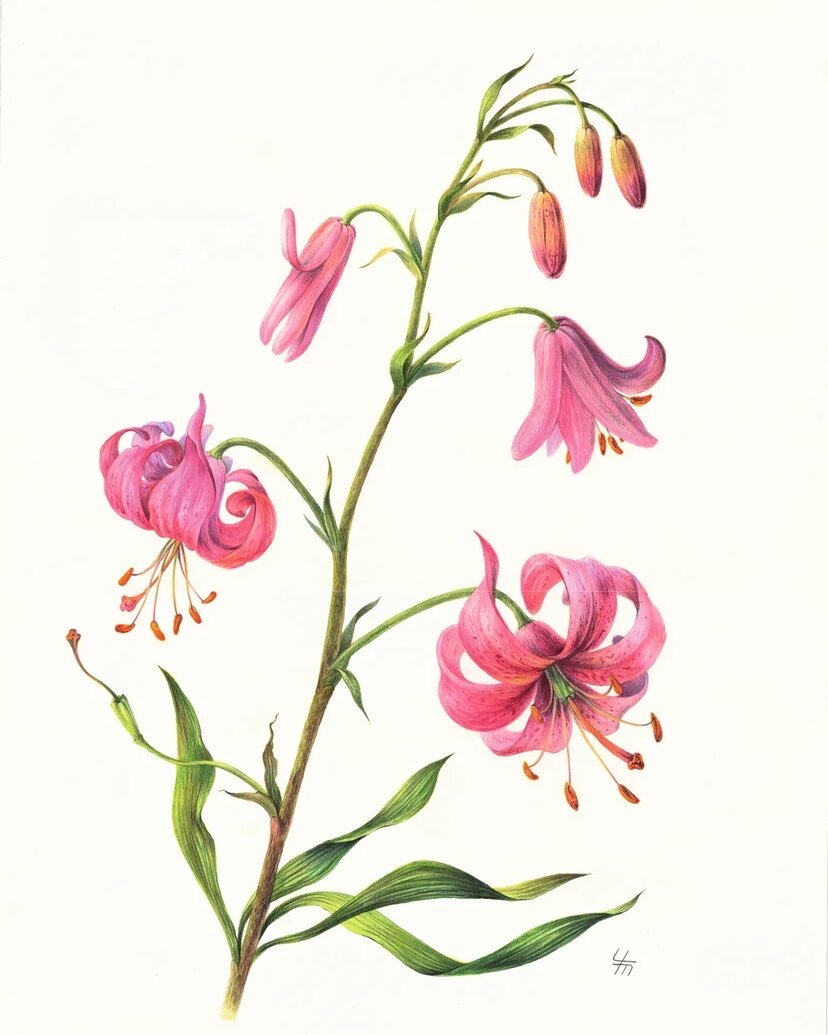 Лилия кудреватая ( лат. Lilium martagon)