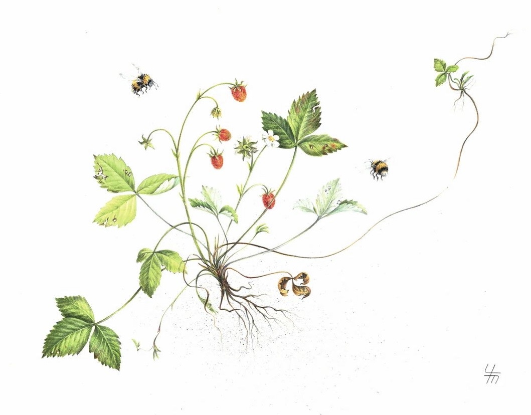 Земляника лесная (лат. Fragaria vesca)