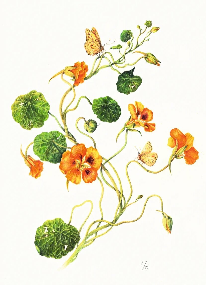 Настурция (лат. Tropaeolum)