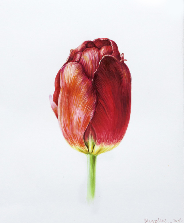 Тюльпан  Триумф Surrender (Tulipa (Triumph Grp) 'Surrender')