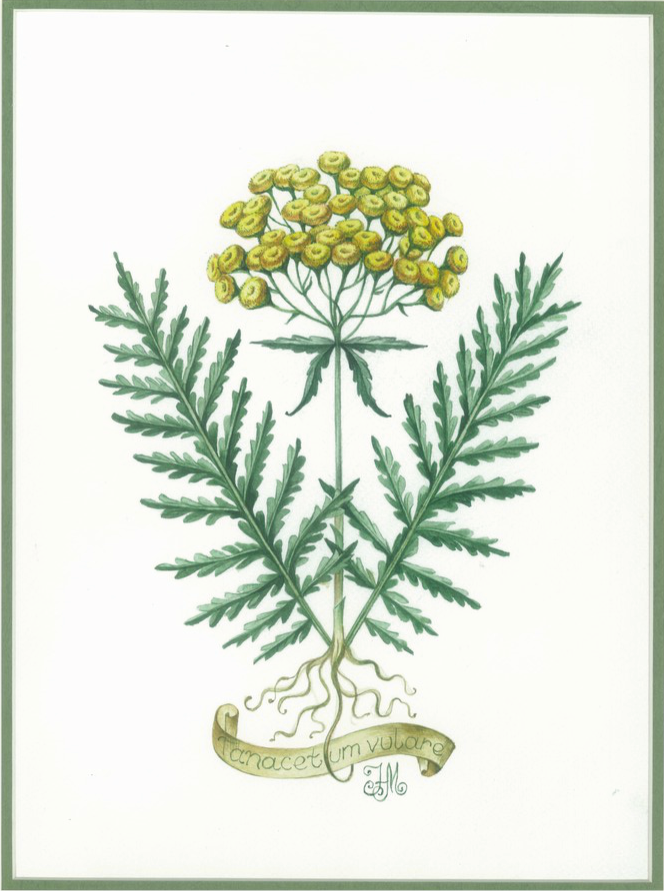 Пи́жма обыкнове́нная лат. Tanacétum vulgáre