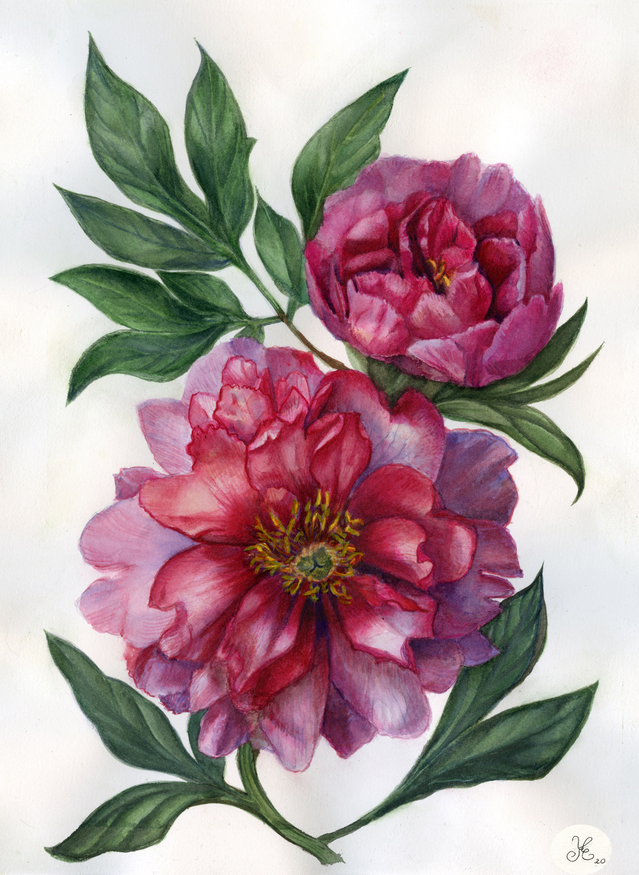 Розовый гибридный Пион Джулия Роуз (Paeonia Itoh Julia Rose)