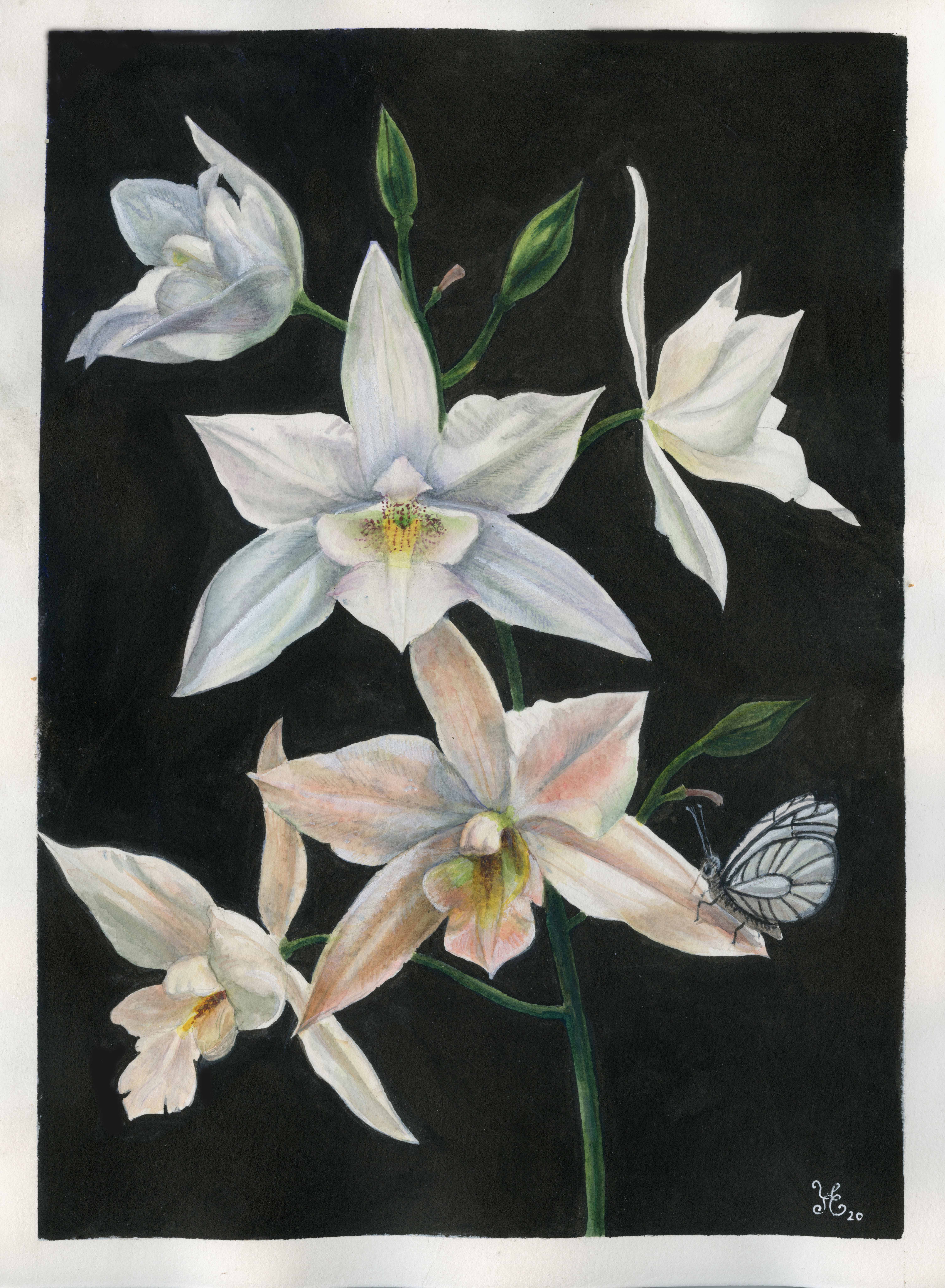 Белые орхидеи и Аполлон (Laelia albida)