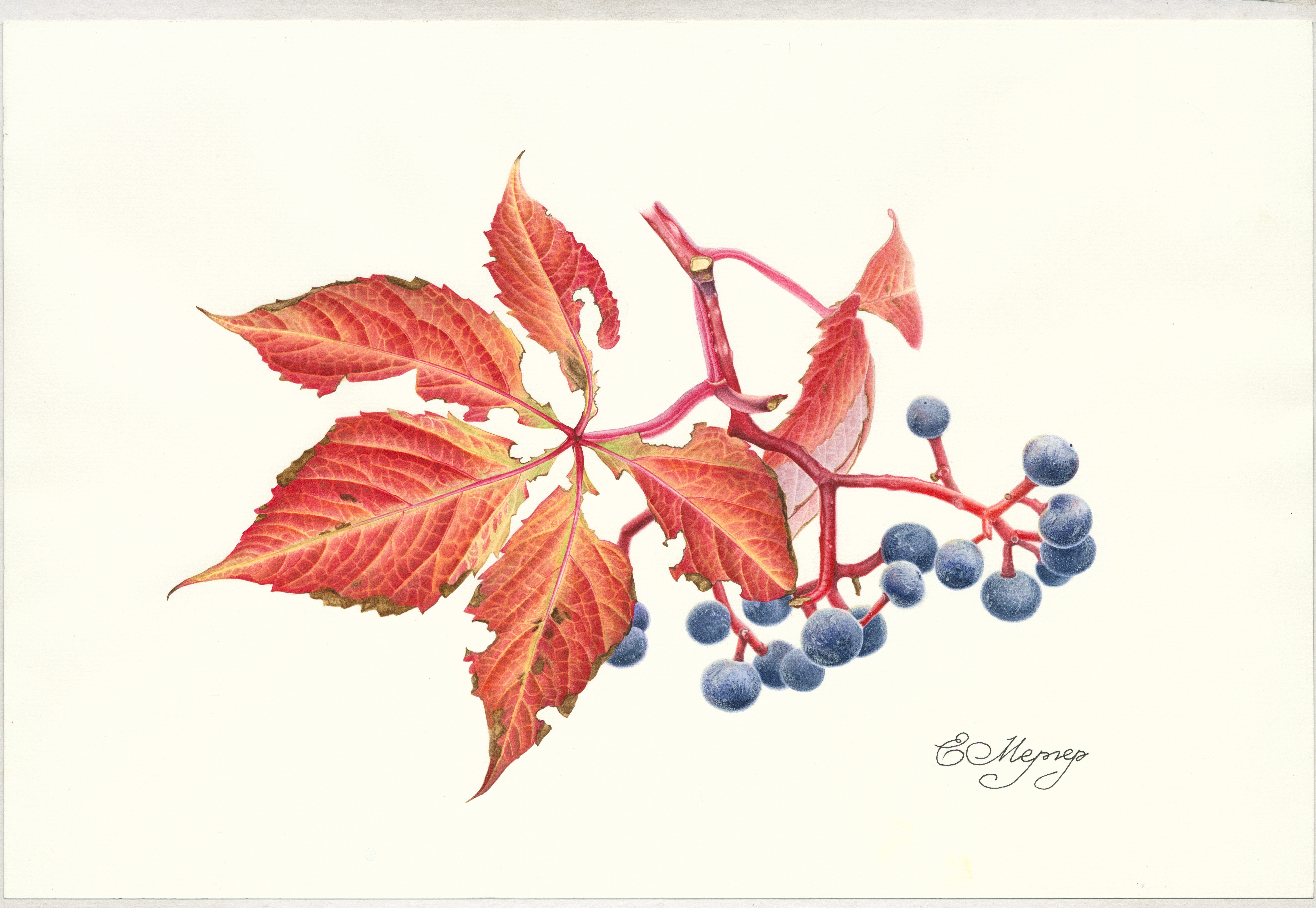 Девичий виноград / Parthenocissus