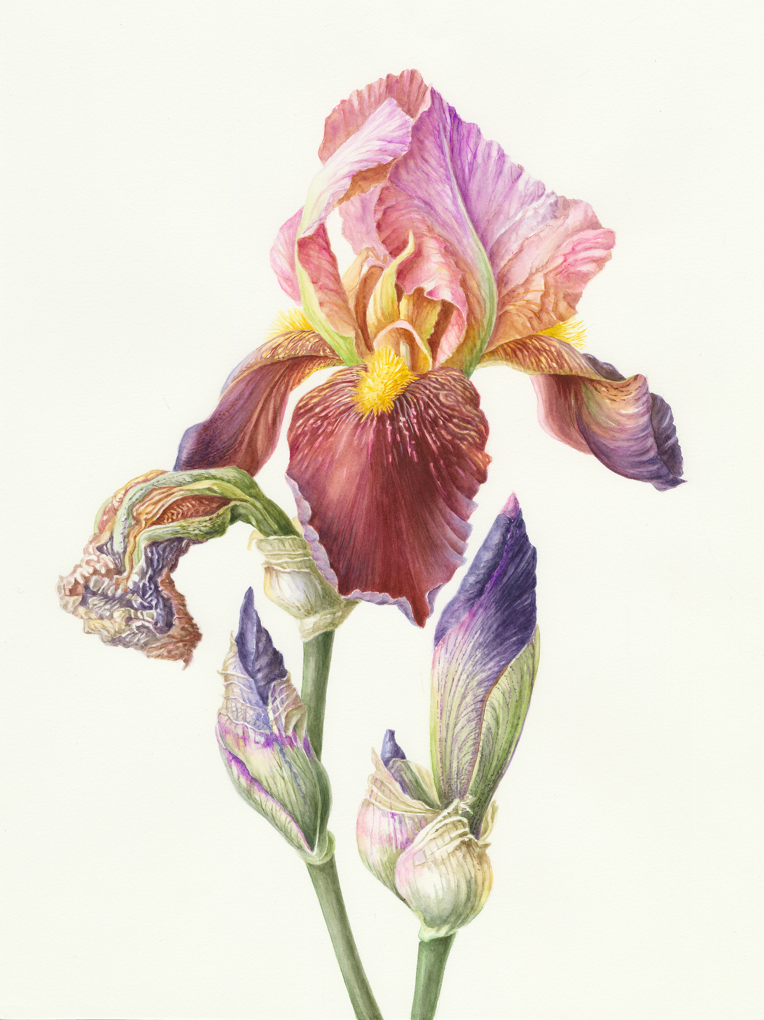 Ирис гибридный Iris Hybrida