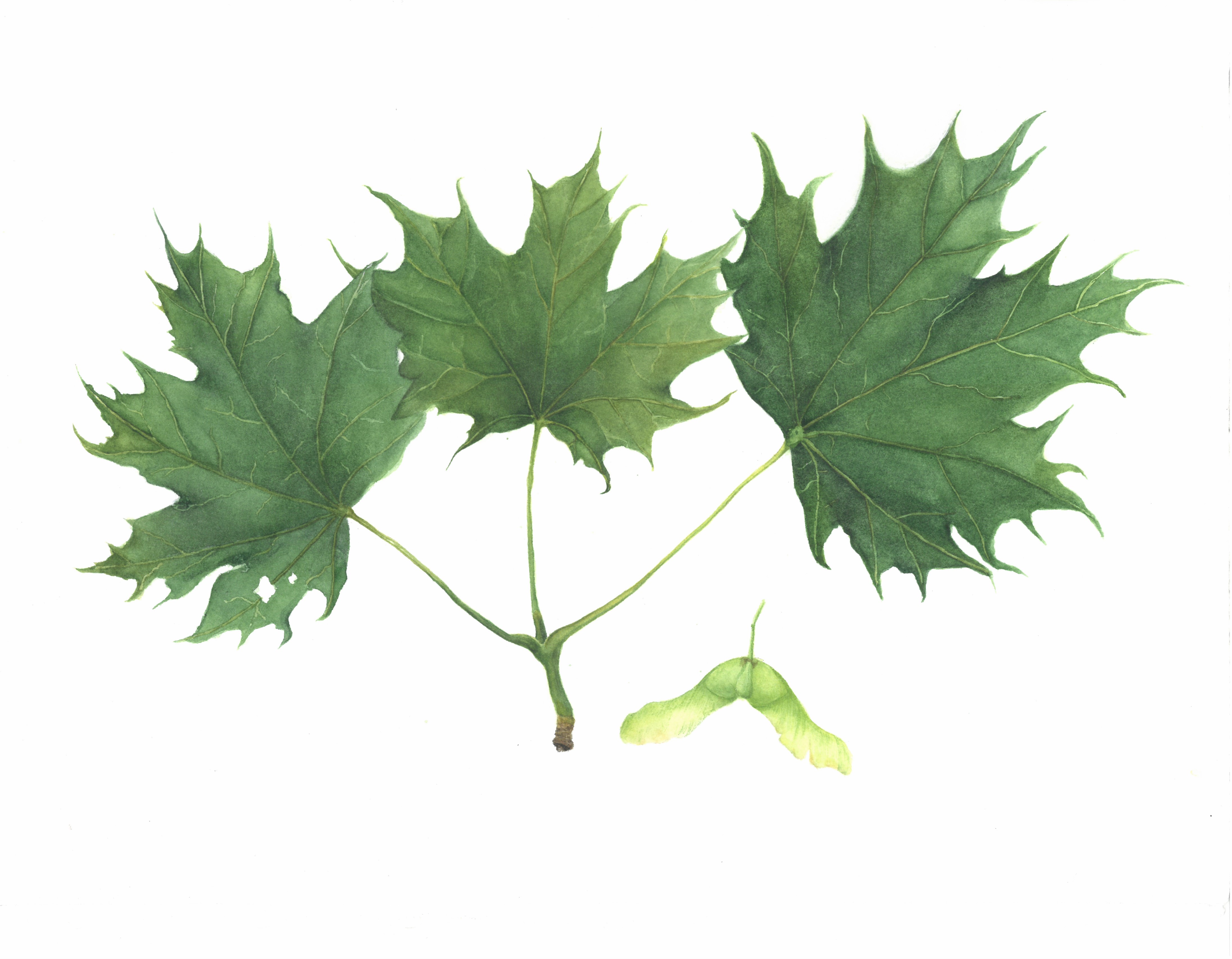 Клен остролистный (лат. Acer platanoides)