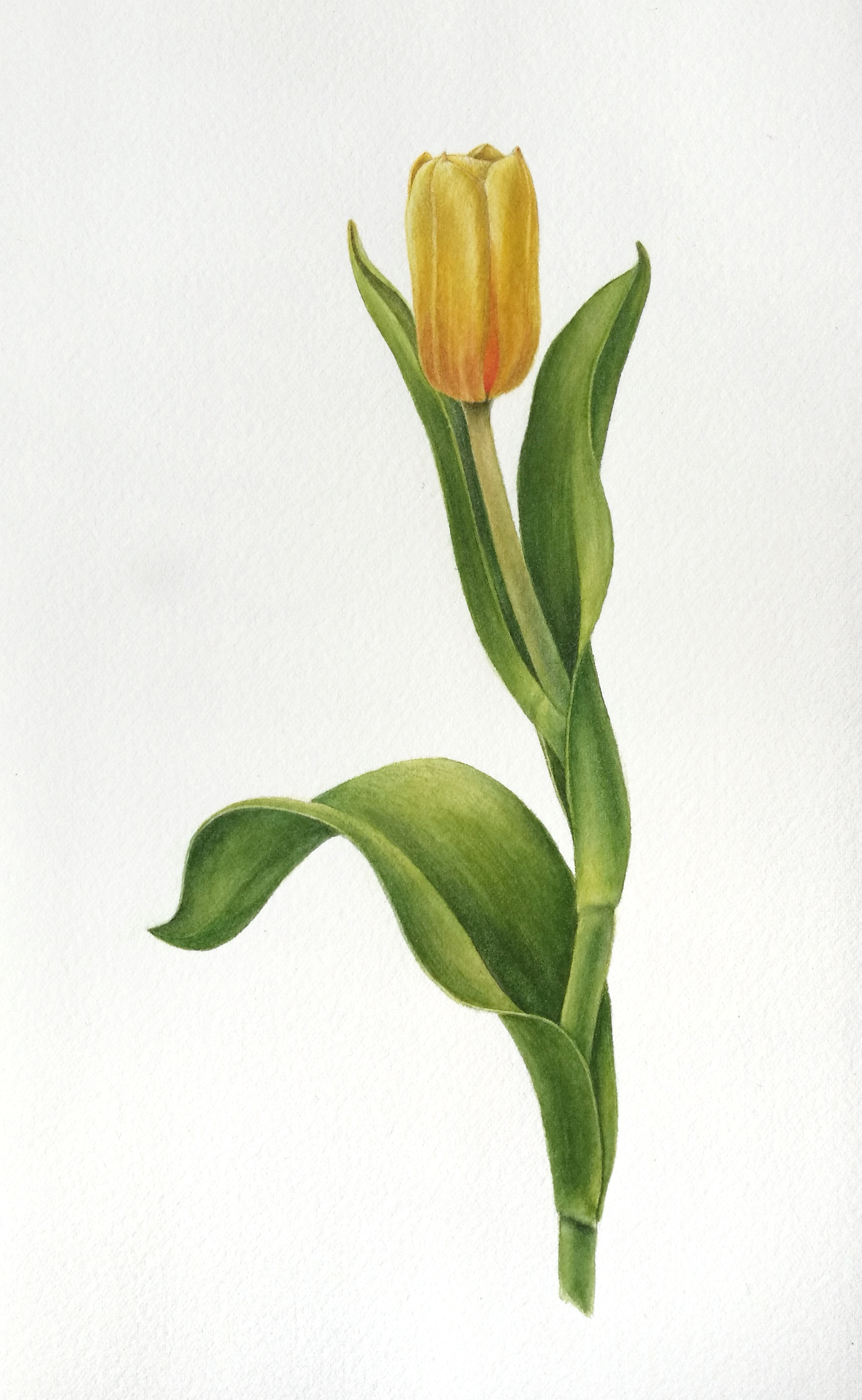Тюльпан жёлтый (Tulipa gesneriana yellow)