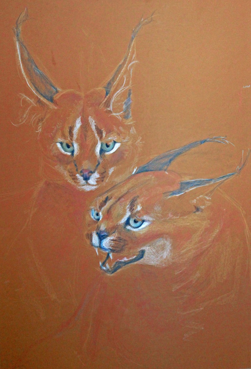 Caracal caracal (Каракал)