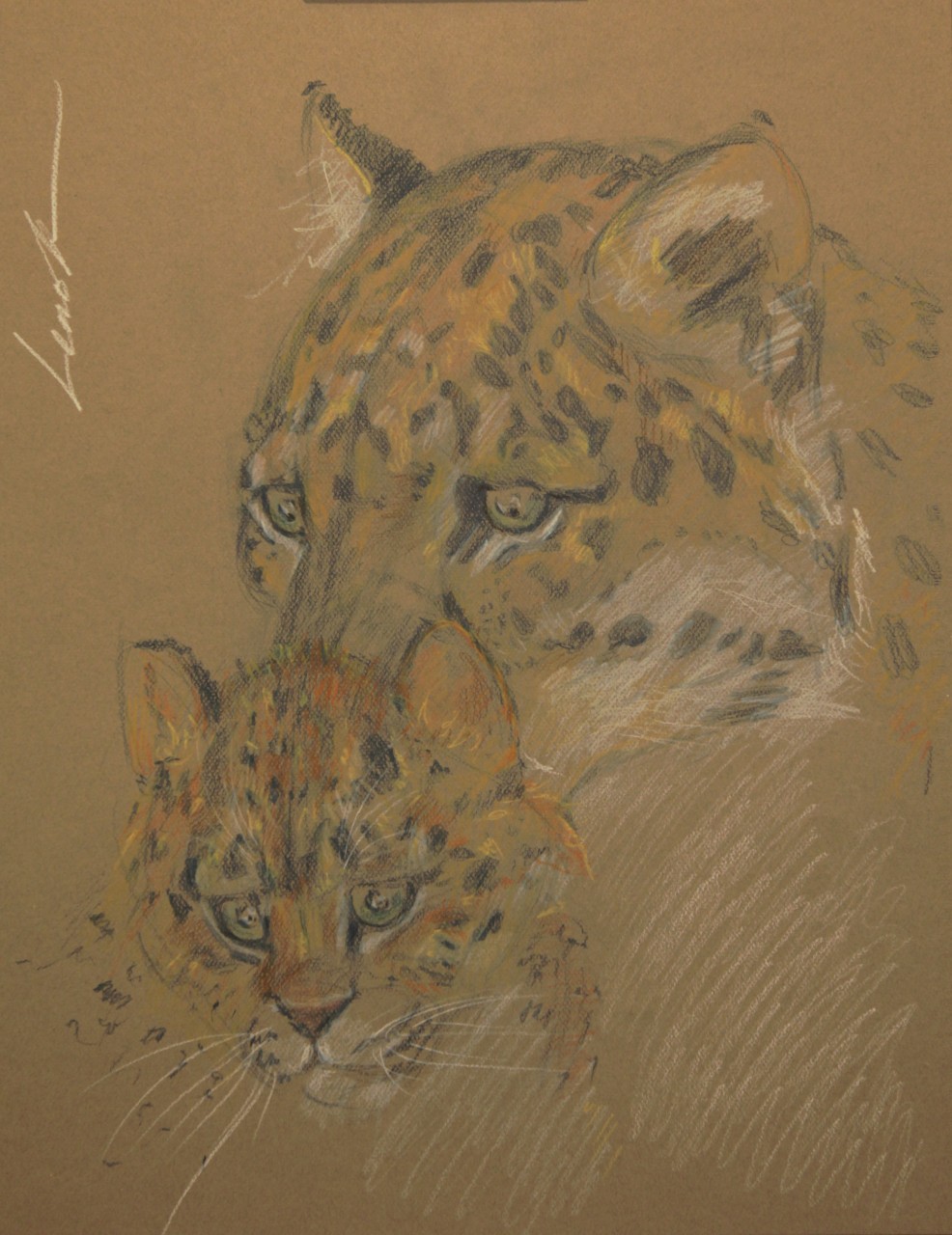 Panthera pardus orientalis (Дальневосточный (амурский) леопард)