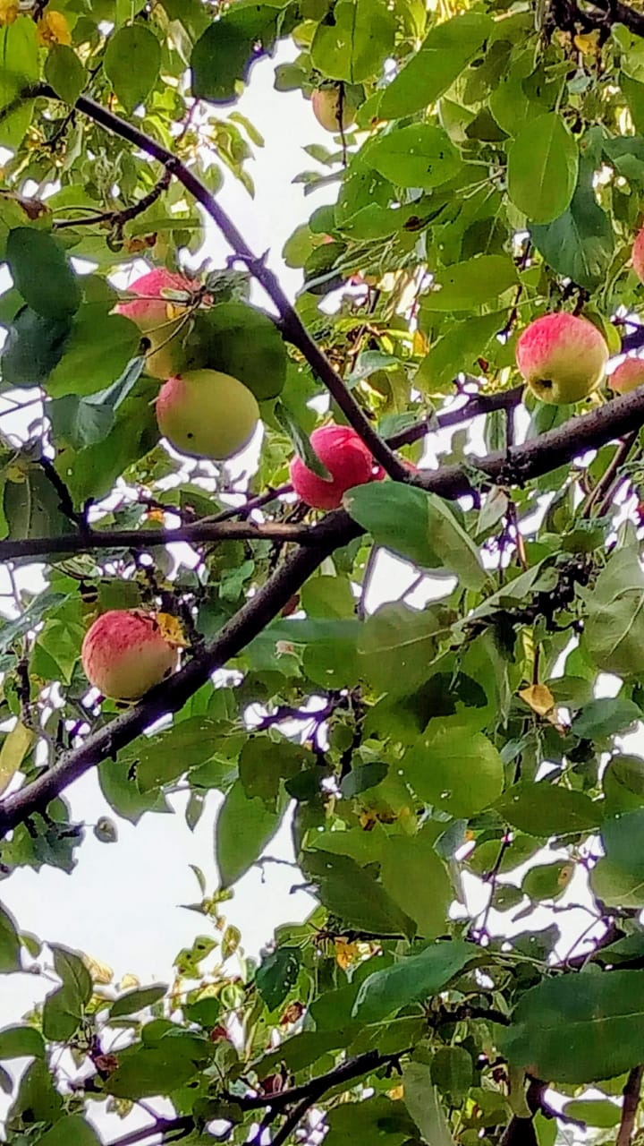 "Медовые яблочки"