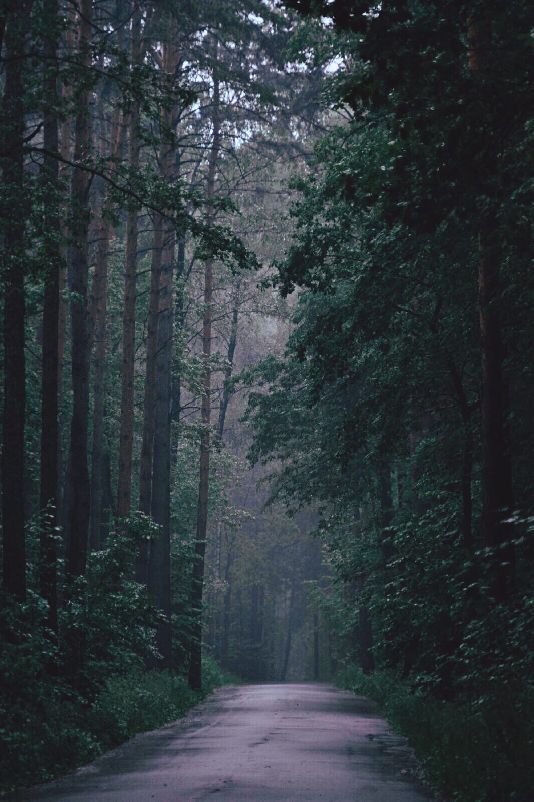 "Мещерский лес. После дождя"
