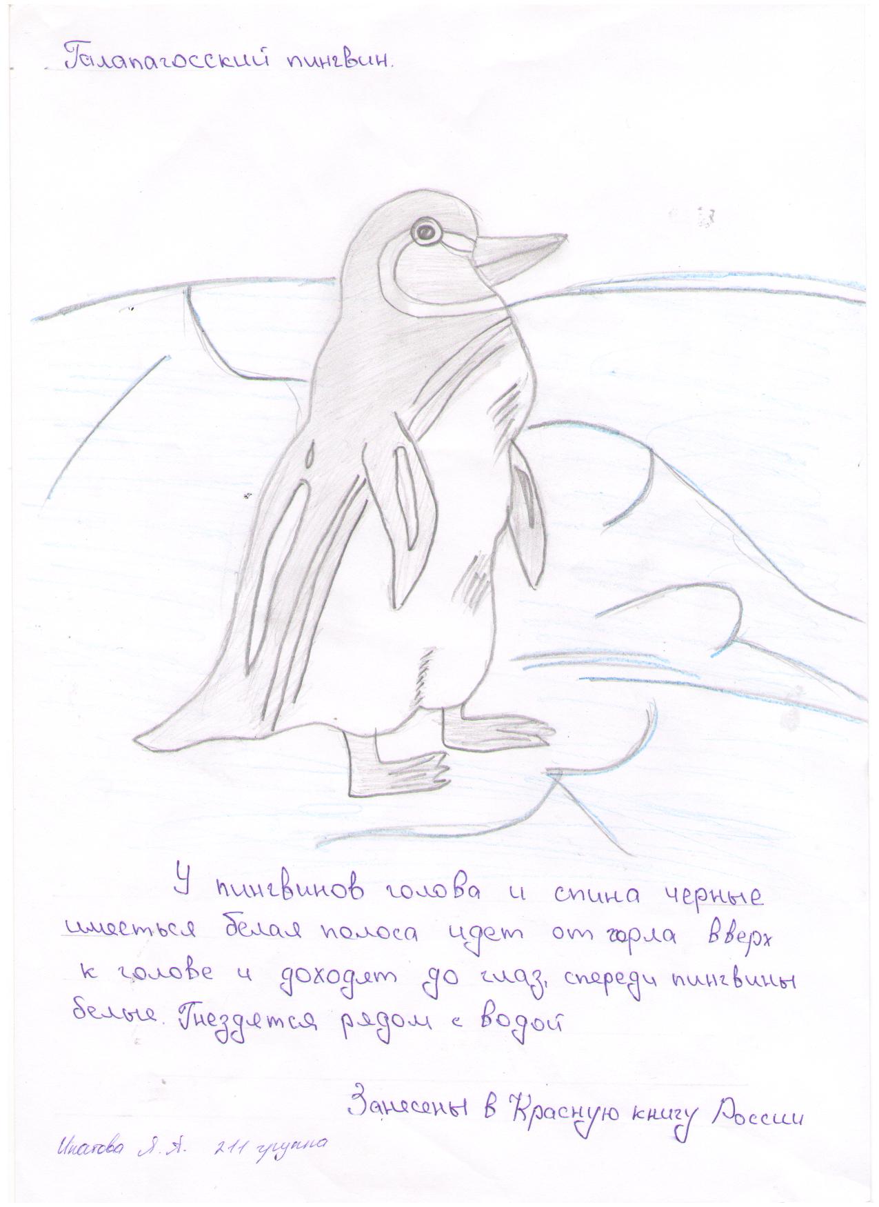 Галапагосский пингвин 